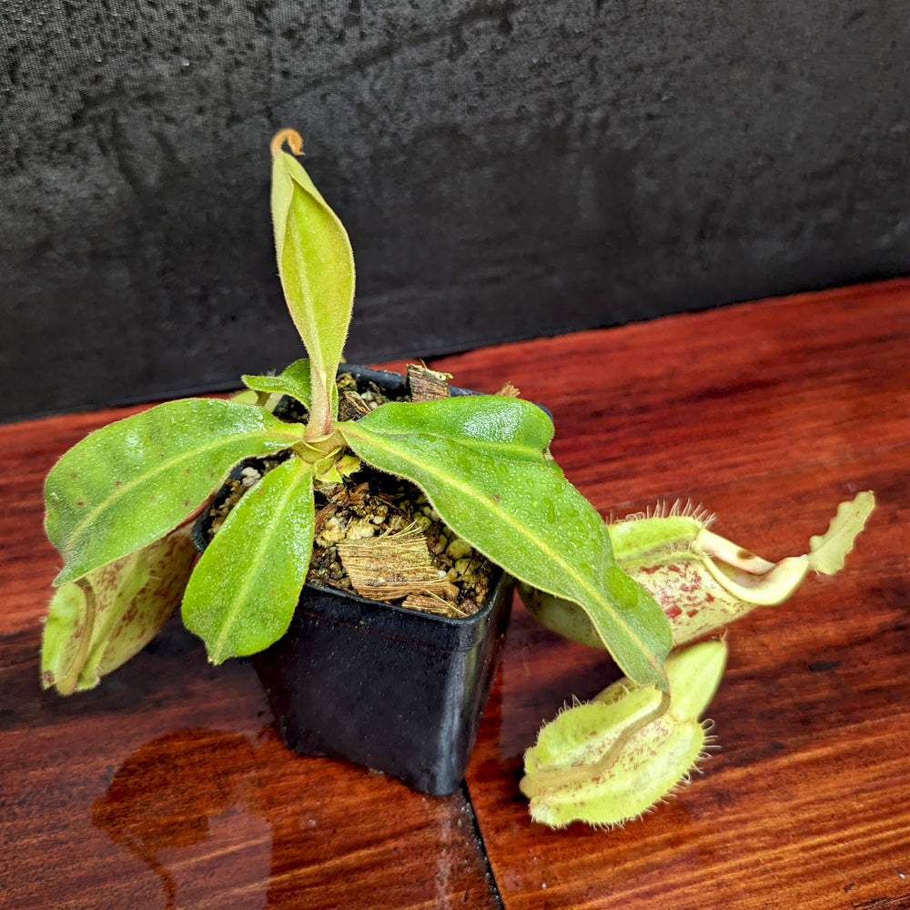 
                      
                        Nepenthes [(Viking x ampullaria) x ampullaria] x veitchii 'Pink Candy Cane', CAR-0233 Wholesale, pitcher plant, carnivorous plant, collectors plant, large pitchers, rare plants
                      
                    
