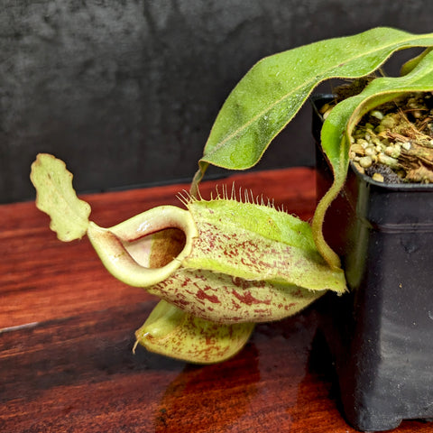 Nepenthes Pink Candy Cane hybrid with pale green speckled pitcher and curling leaves in a pot.