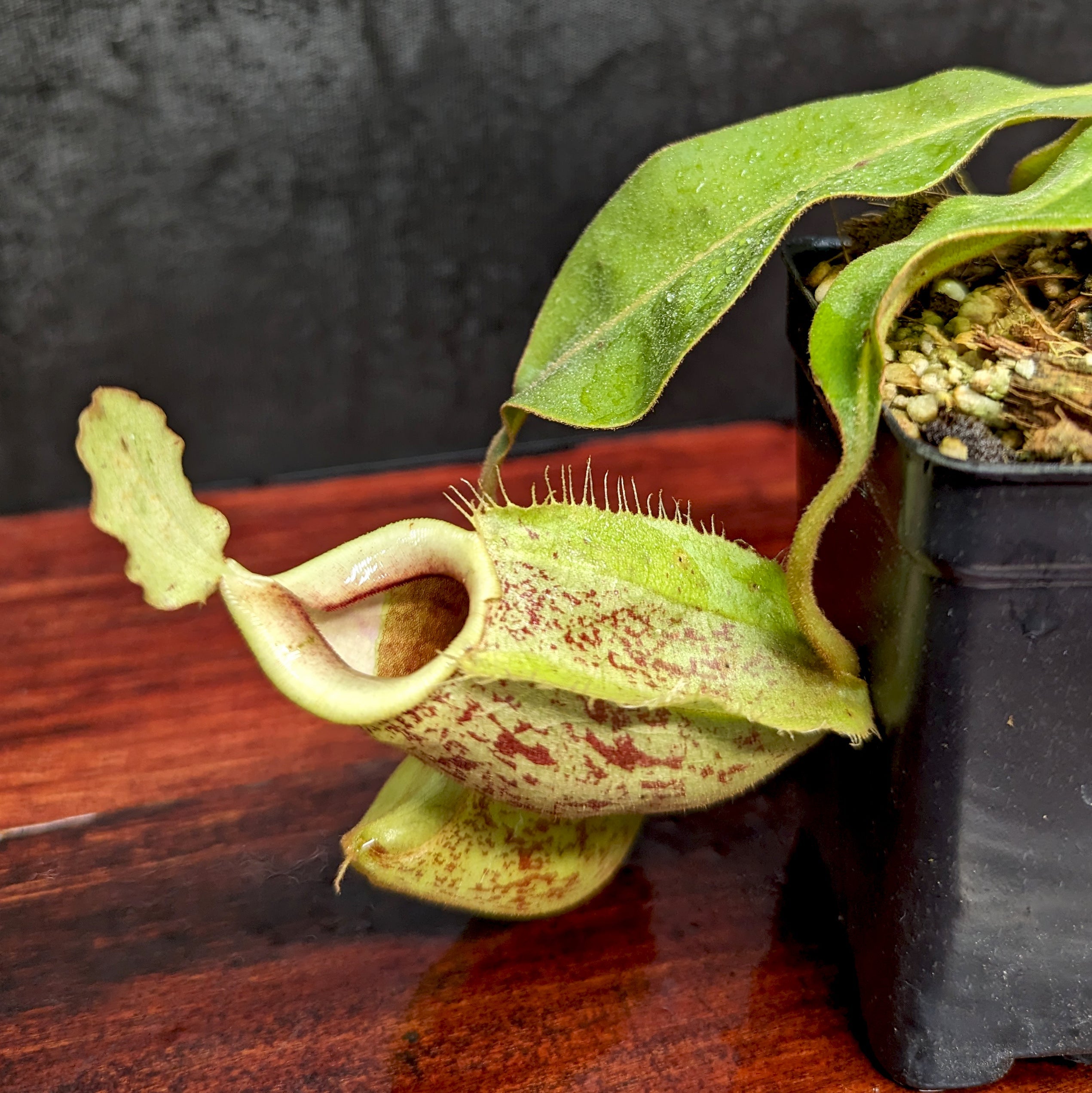 ●THE INOCULATION レア Nepenthes [(Viking x ampullaria) x ampullaria] x veitchii 'Pink