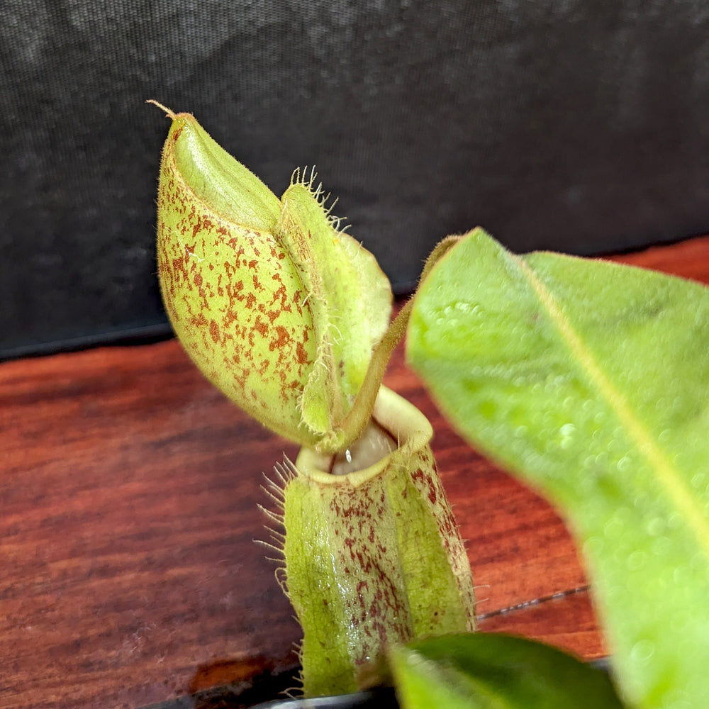 
                      
                        Nepenthes [(Viking x ampullaria) x ampullaria] x veitchii 'Pink Candy Cane', CAR-0233 Wholesale, pitcher plant, carnivorous plant, collectors plant, large pitchers, rare plants
                      
                    