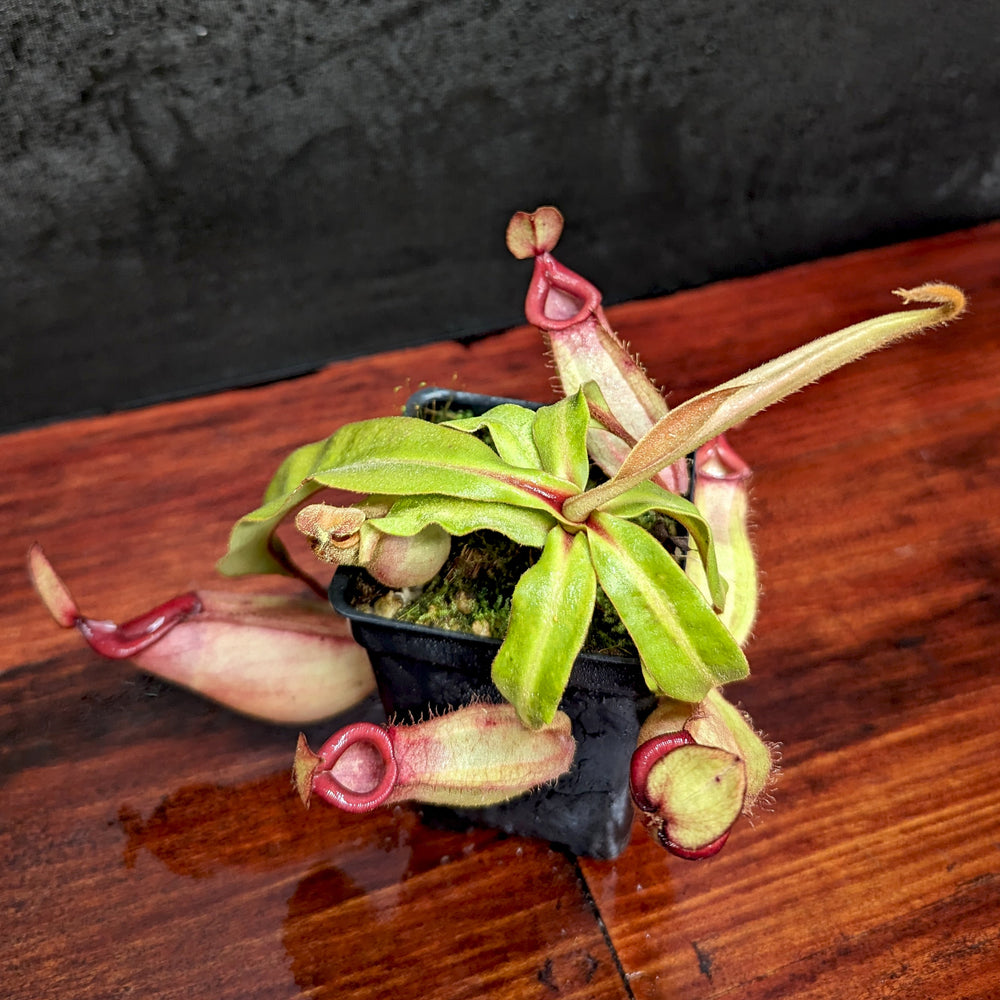 
                      
                        Nepenthes [(Viking x ampullaria) x ampullaria] x veitchii 'Pink Candy Cane', CAR-0233 Wholesale, pitcher plant, carnivorous plant, collectors plant, large pitchers, rare plants
                      
                    