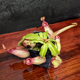 Nepenthes [(Viking x ampullaria) x ampullaria] x veitchii 'Pink Candy Cane', CAR-0233 Wholesale, pitcher plant, carnivorous plant, collectors plant, large pitchers, rare plants