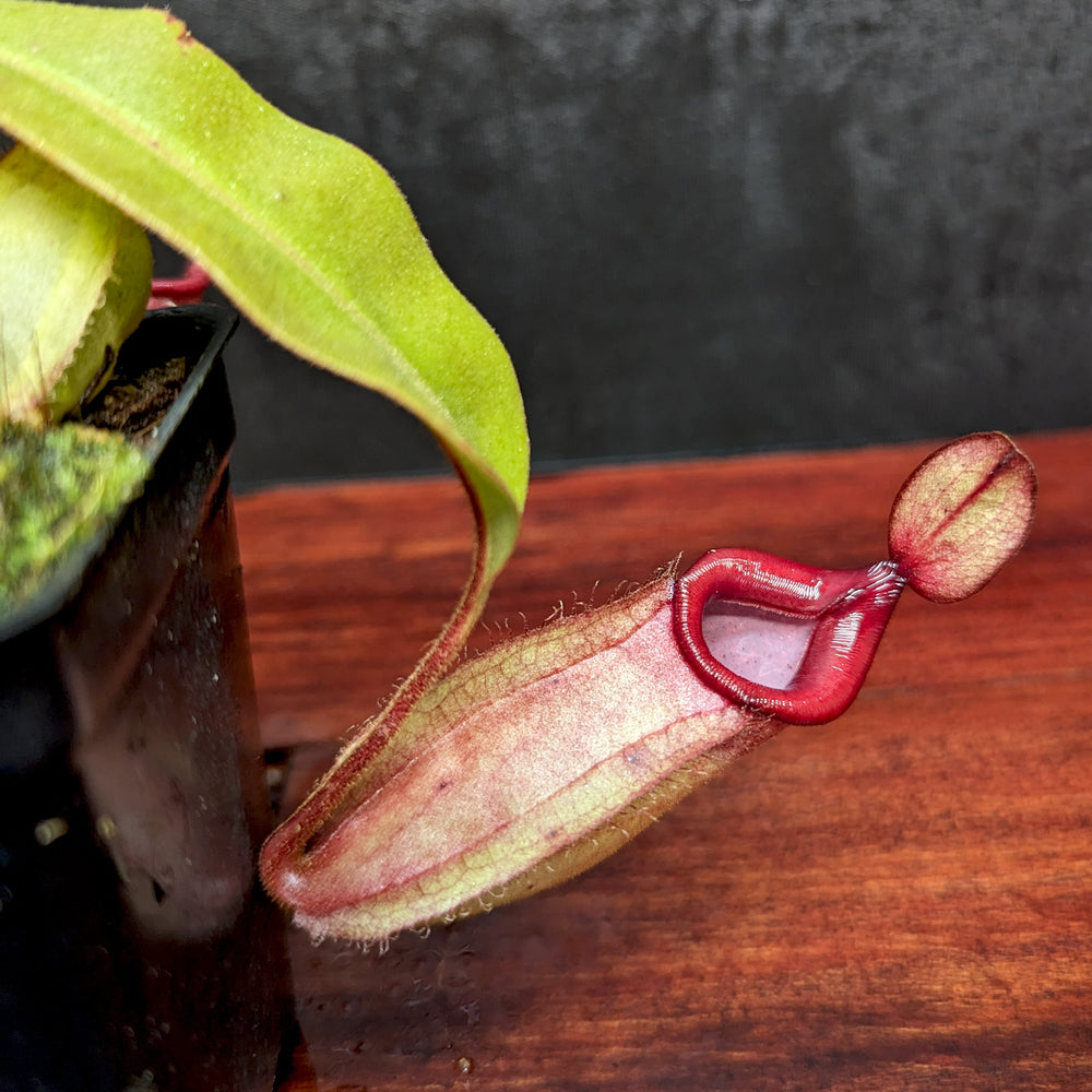 
                      
                        Nepenthes [(Viking x ampullaria) x ampullaria] x veitchii 'Pink Candy Cane', CAR-0233 Wholesale, pitcher plant, carnivorous plant, collectors plant, large pitchers, rare plants
                      
                    