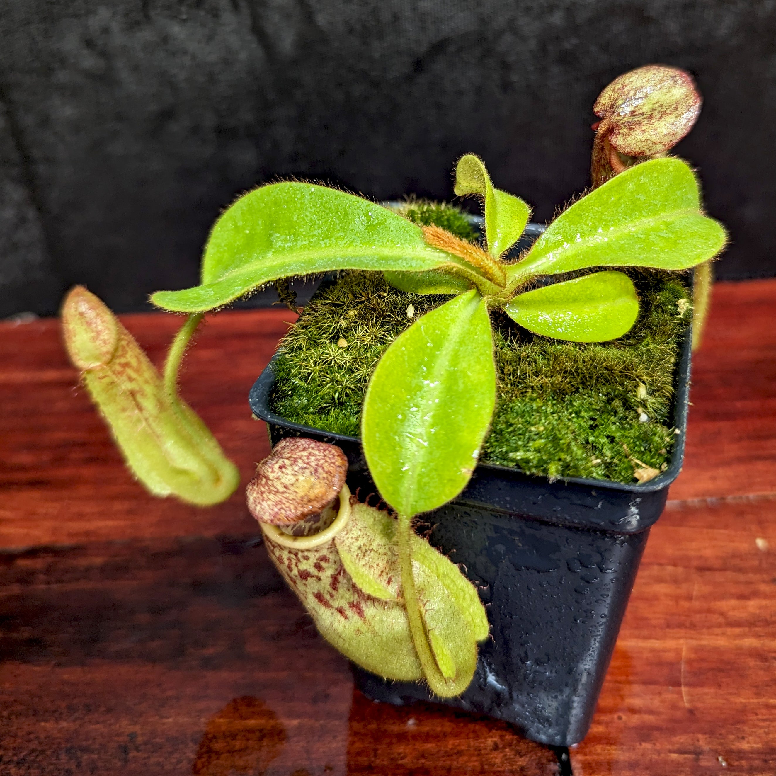 Nepenthes maxima (x) x veitchii (m), CAR-0245 – Carnivero