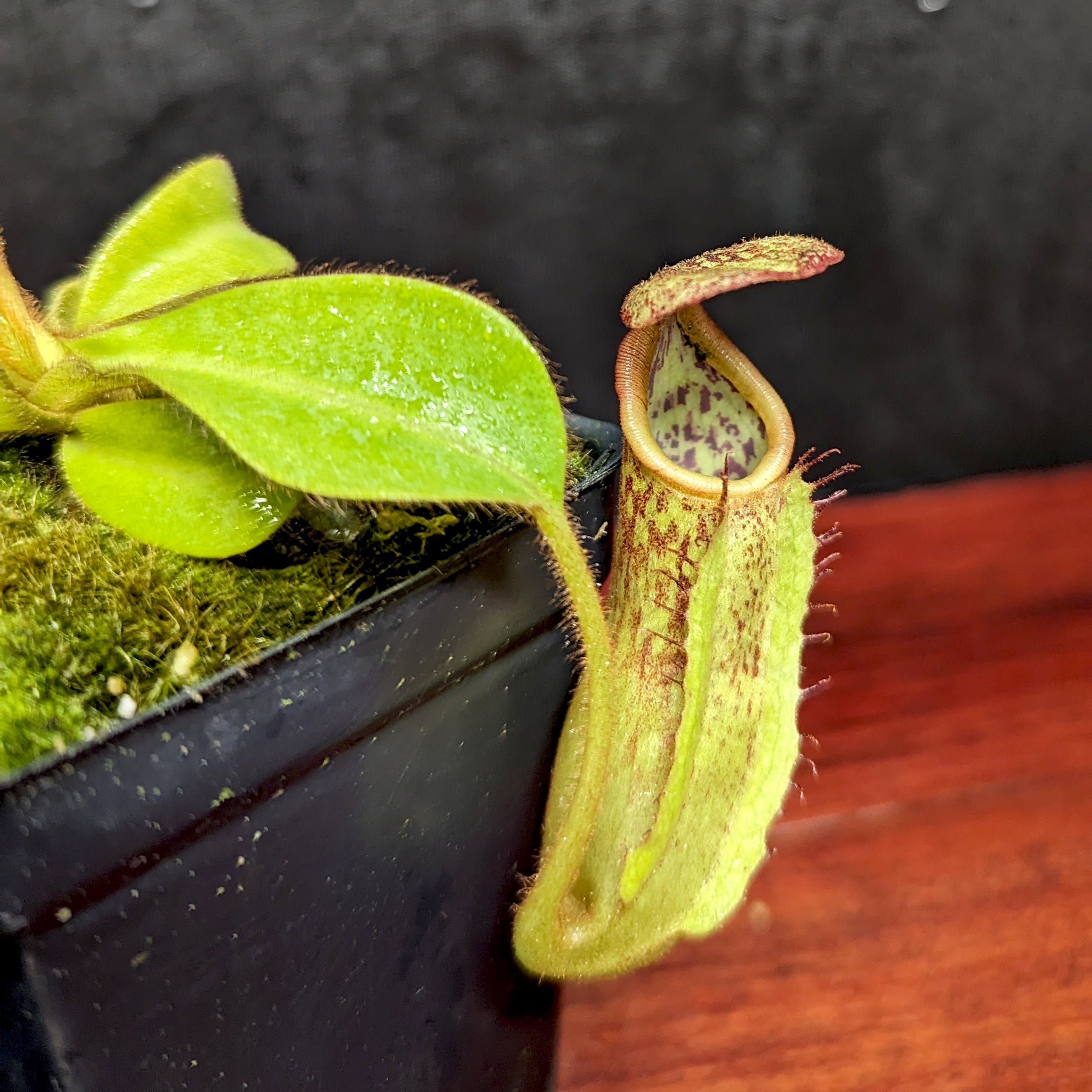 Nepenthes maxima (x) x veitchii (m), CAR-0245 – Carnivero