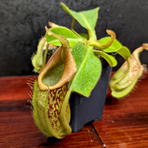Nepenthes maxima x veitchii hybrid with a tan curved pitcher and bright green leaves