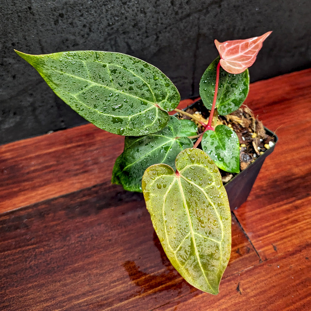 
                      
                        Anthurium [(crystallinum x magnificum) x 'Ace of Spades' FTG] x ('Red Crystallinum' x magnificum), CAR-0359
                      
                    