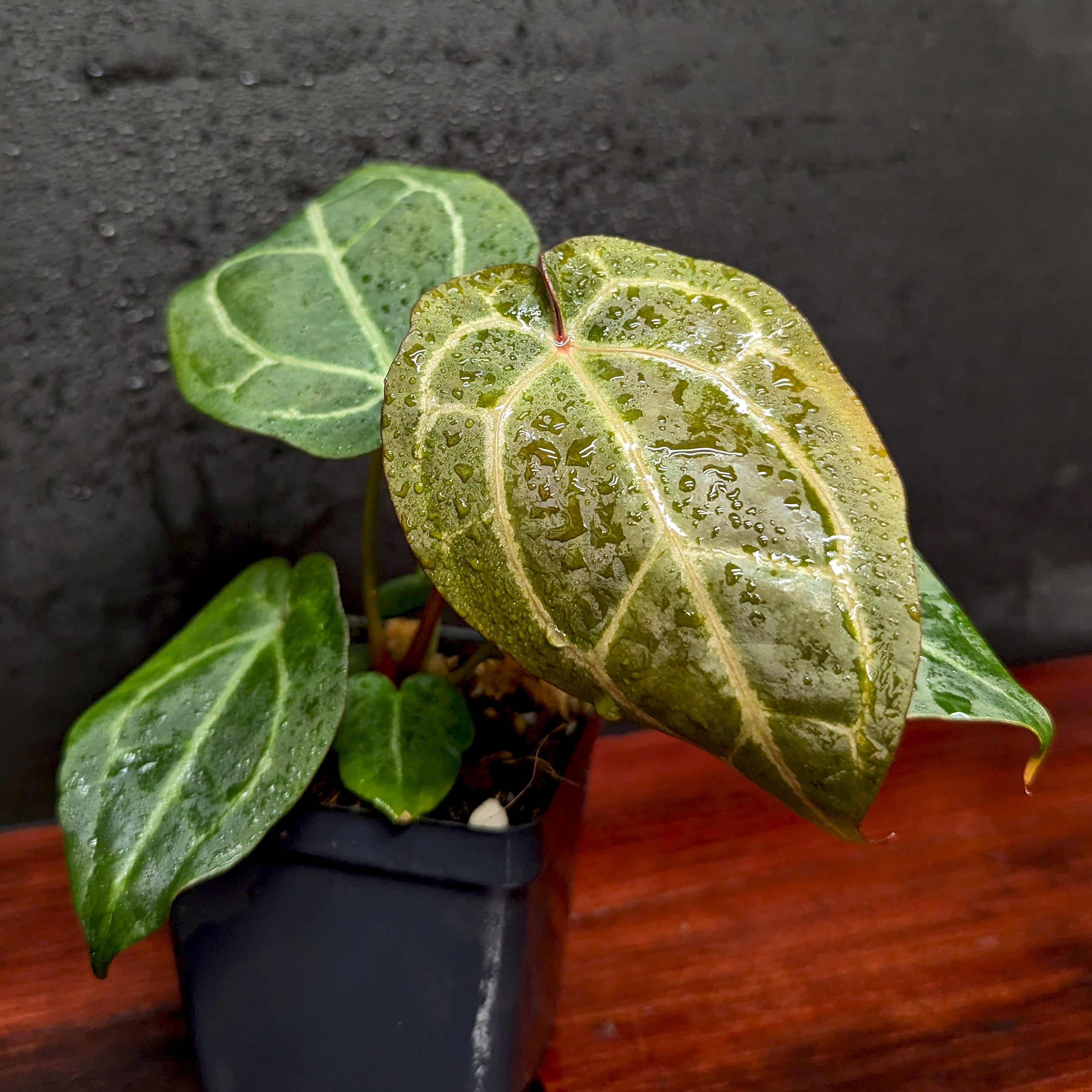 Anthurium [(crystallinum x magnificum) x 'Ace of Spades' FTG] x