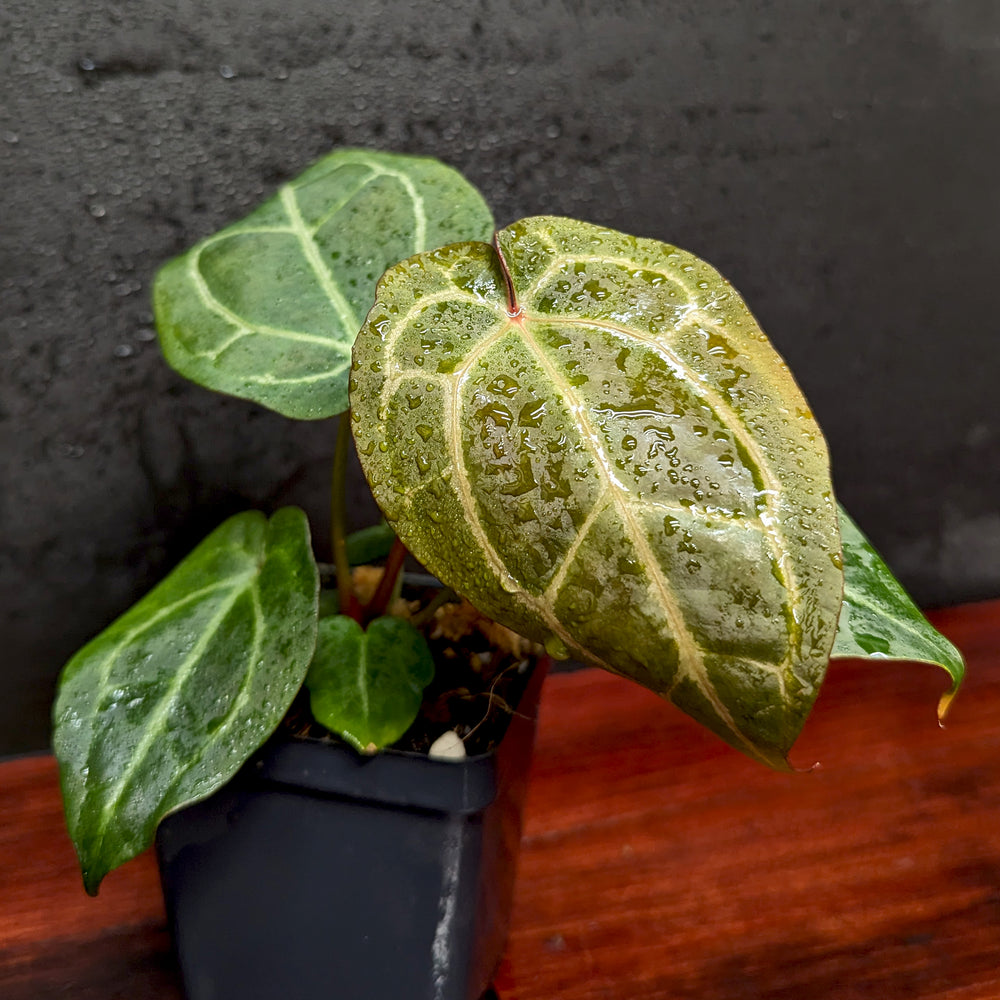 
                      
                        Anthurium [(crystallinum x magnificum) x 'Ace of Spades' FTG] x ('Red Crystallinum' x magnificum), CAR-0359
                      
                    