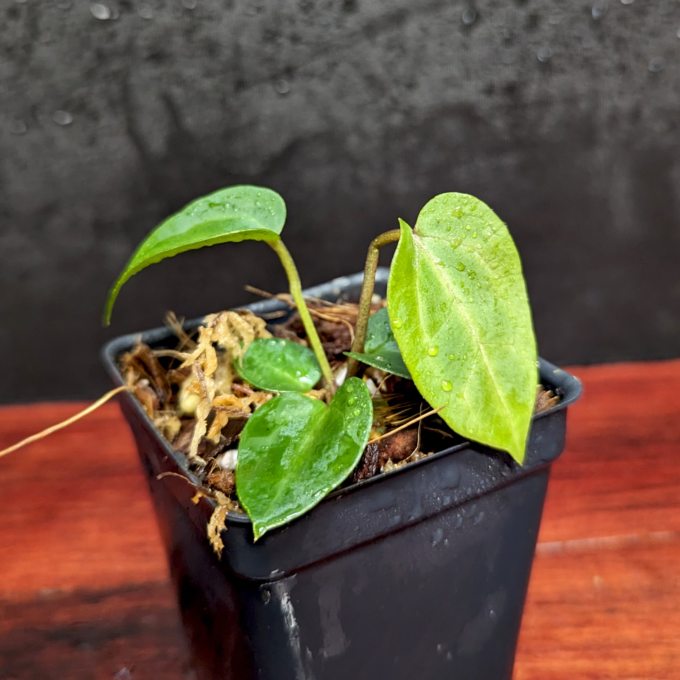 Anthurium [(crystallinum x magnificum) x 'Ace of Spades' FTG] x