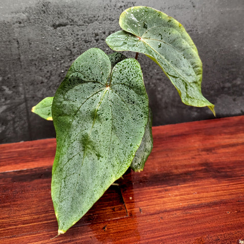 Anthurium dressleri plant with large glossy heart-shaped leaves covered in water droplets.