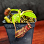 Nepenthes eymae EP x (truncata x veitchii) -Red, CAR-0370