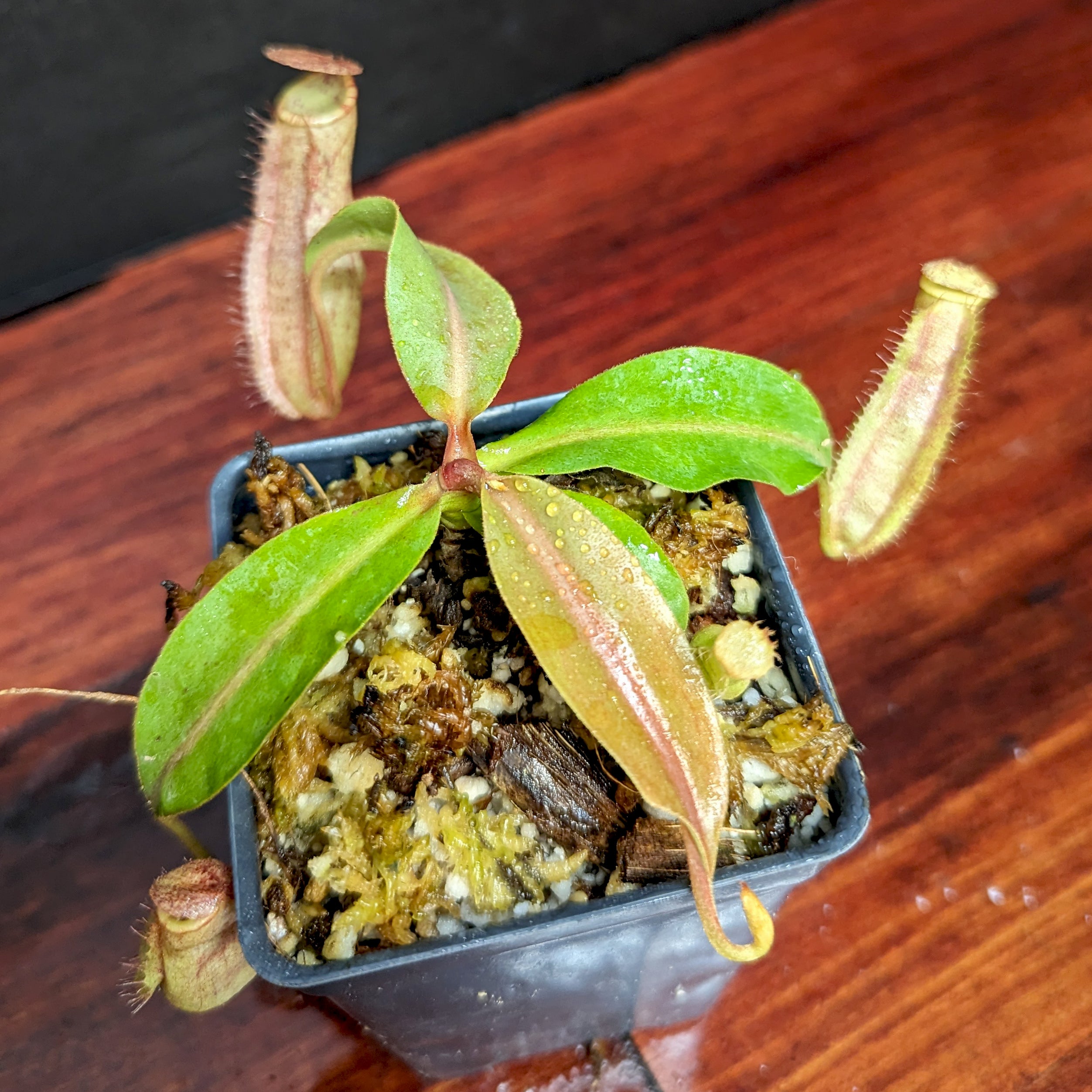 Nepenthes boschiana x (veitchii x northiana), CAR-0367 – Carnivero