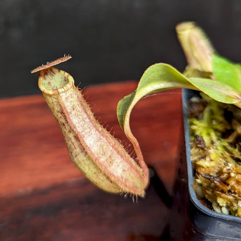 Close up of Nepenthes boschiana x veitchii x northiana pitcher, pale green with pink-tinged rim, in a mossy pot.