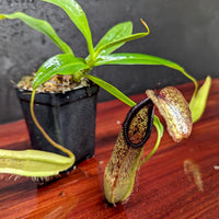 Nepenthes singalana variegated x hamata, CAR-0138