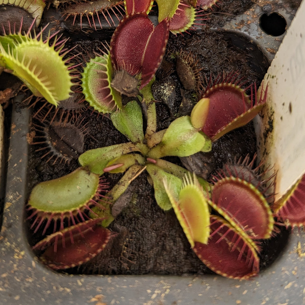 
                      
                        Venus Flytrap - Dionaea muscipula 'B-52' Wholesale
                      
                    