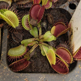Venus Flytrap -Dionaea muscipula 'B-52'