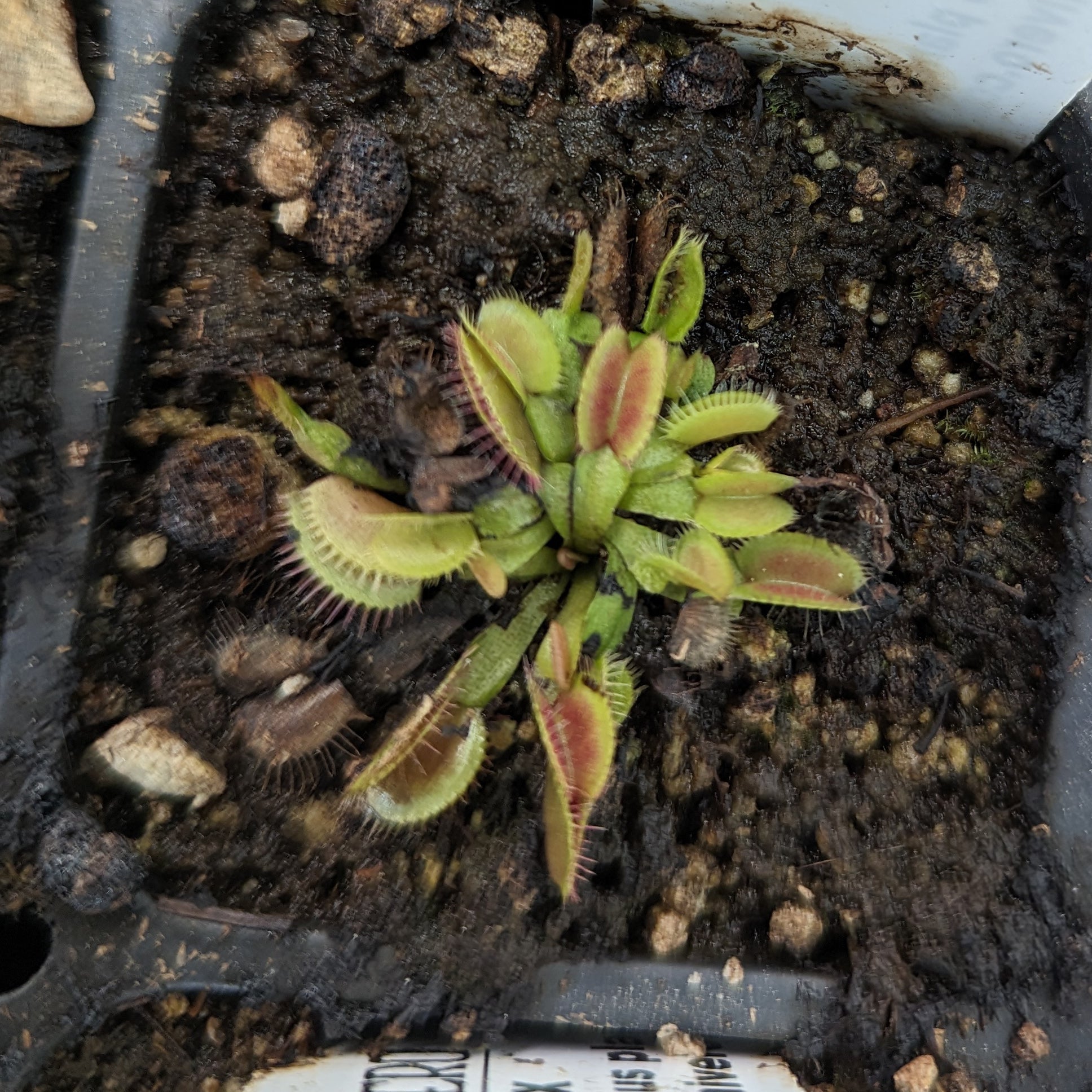 Venus Flytrap - Dionaea muscipula 'B-52' – Carnivero