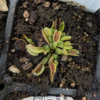 Venus Flytrap -Dionaea muscipula 'B-52'