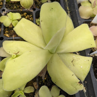 Pinguicula gigantea