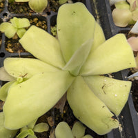 Pinguicula gigantea butterwort plant