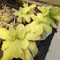 Pinguicula gigantea