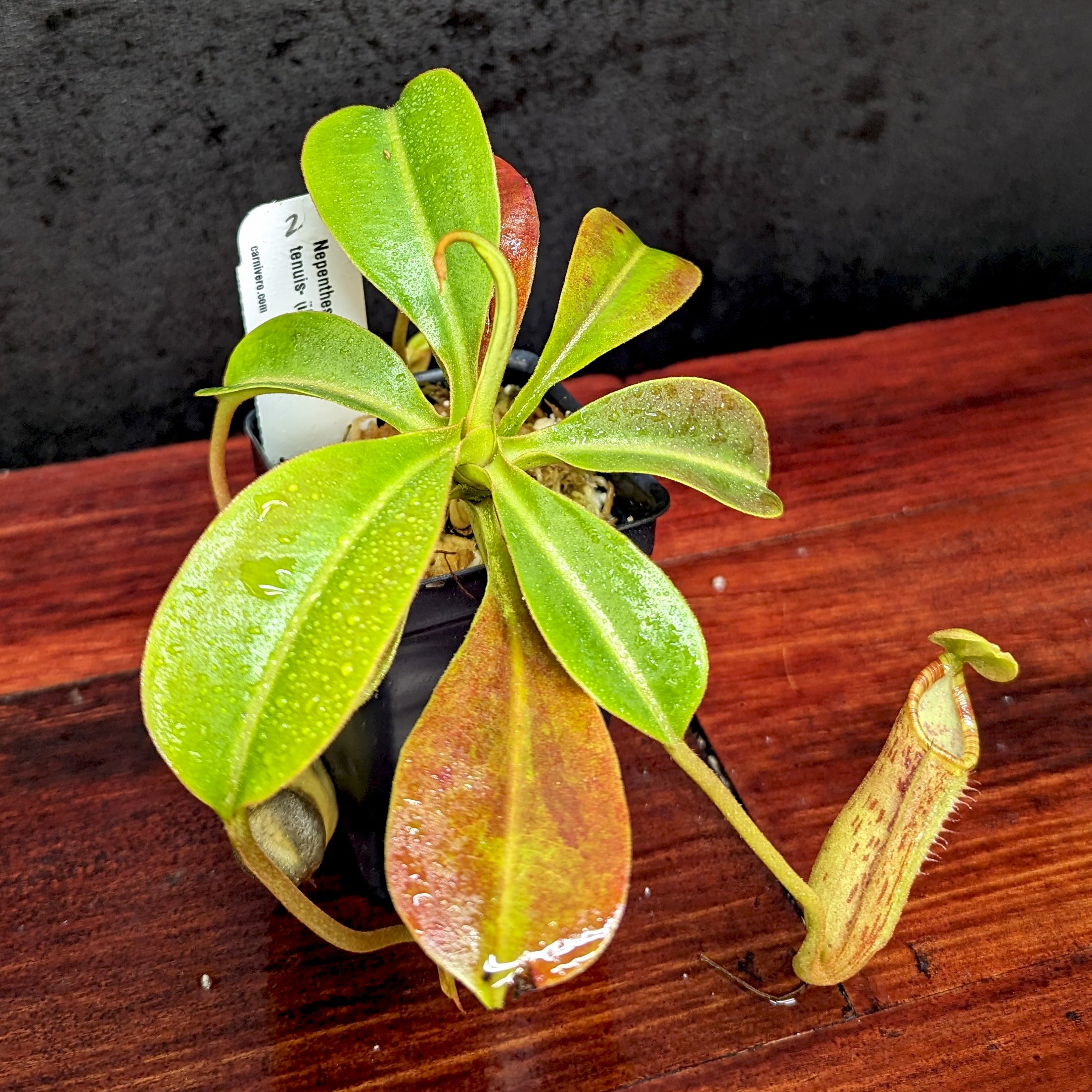 Nepenthes lowii x tenuis – Carnivero