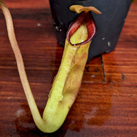 Nepenthes lowii x tenuis