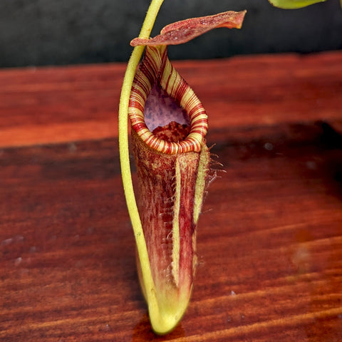 Single Nepenthes lowii x tenuis pitcher with yellow-green body and red striped peristome.