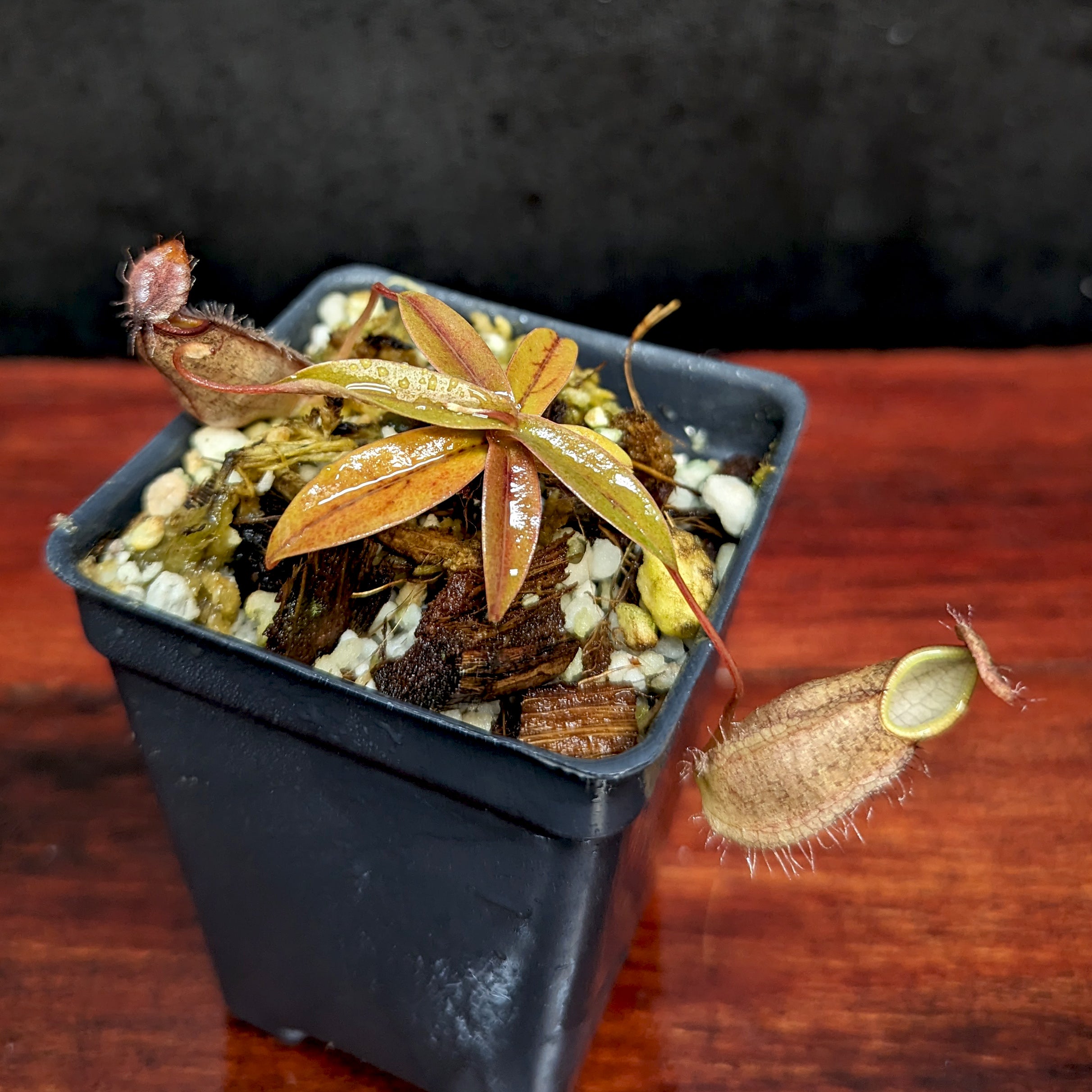 NEPENTHES 【定価:26000円】 Nepenthes tentaculata, BE-3870 – Carnivero