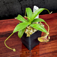 Nepenthes aristolochioides