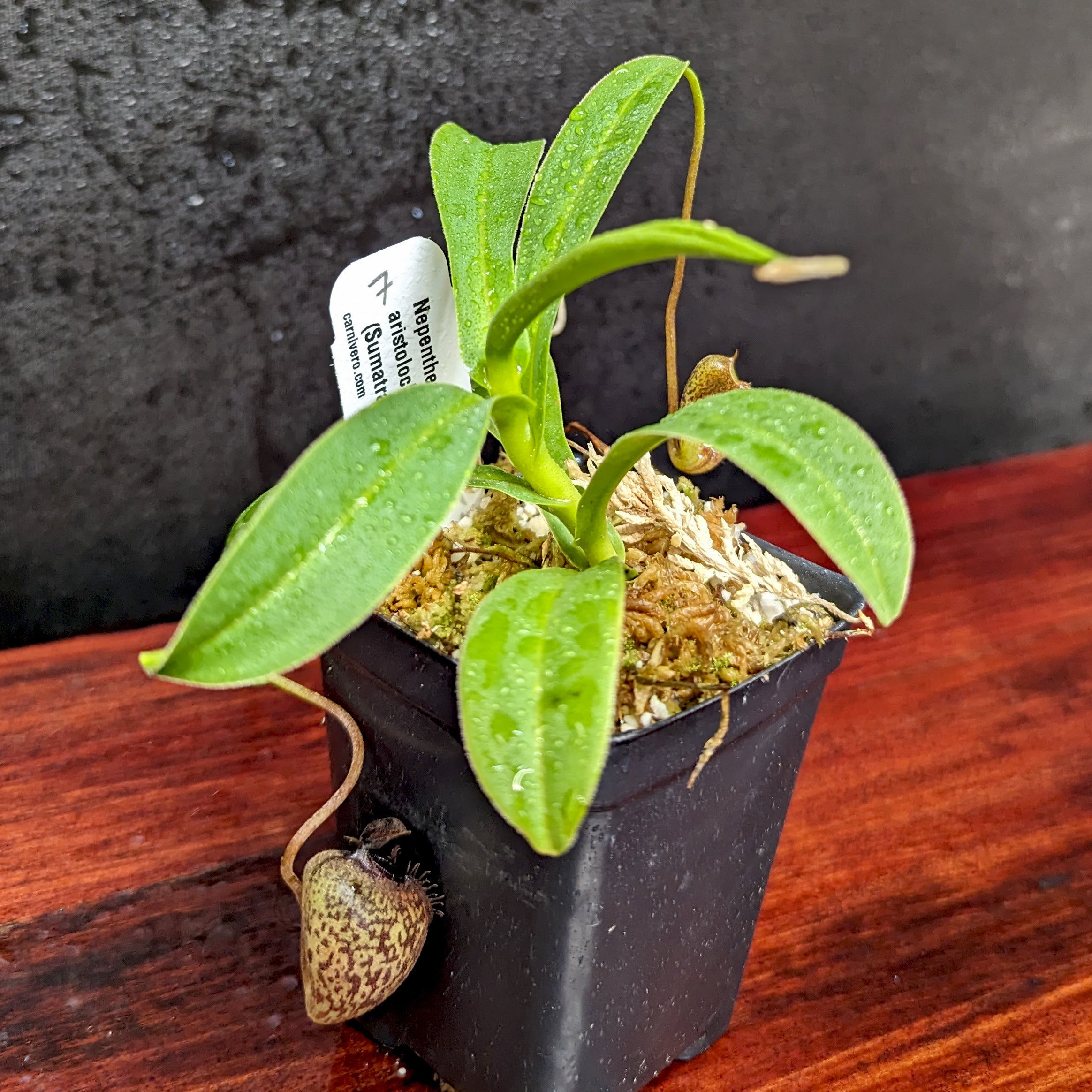 Nepenthes aristolochioides – XS diabolica Clone:NM03