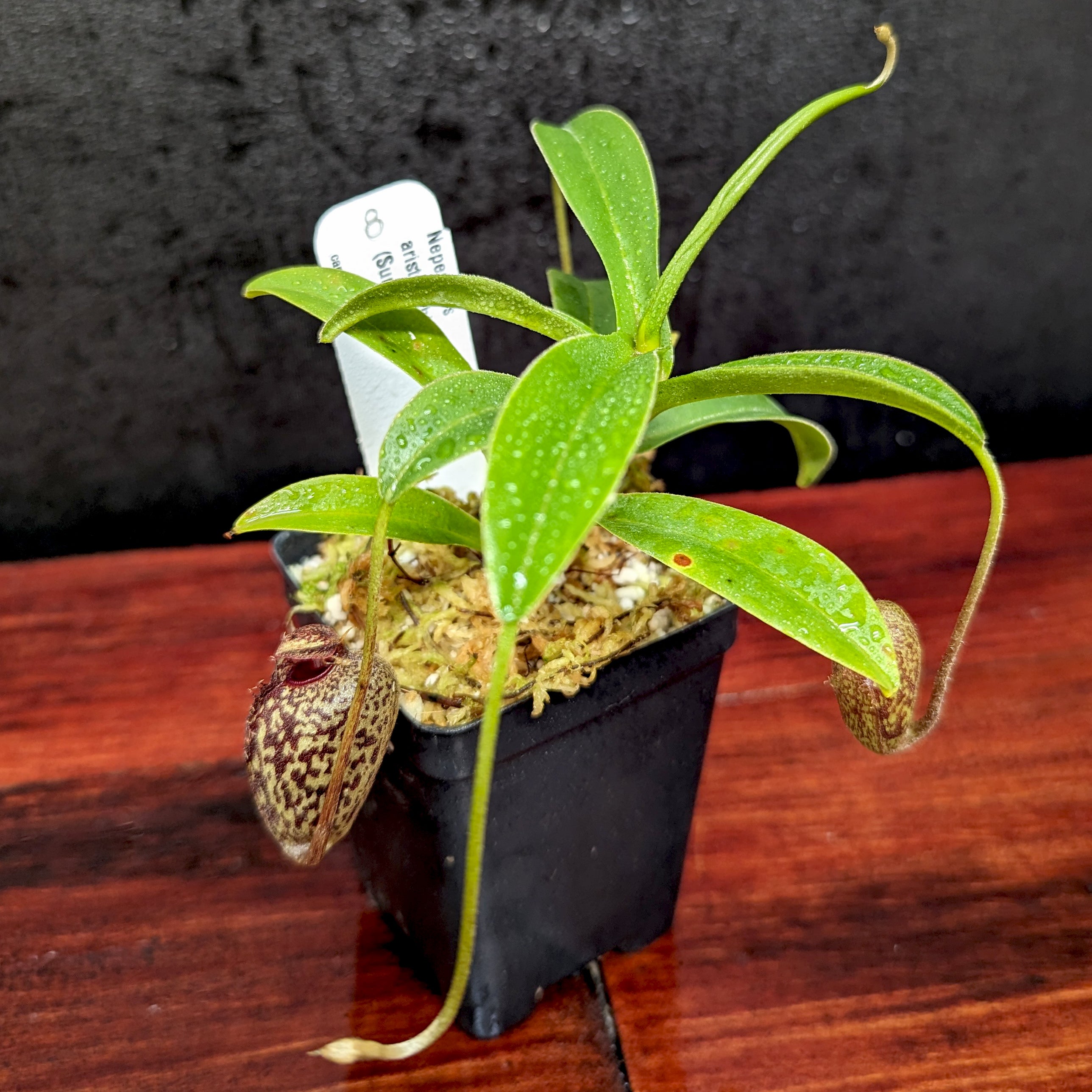Nepenthes aristolochioides – XS diabolica Clone:NM03