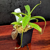 Nepenthes aristolochioides