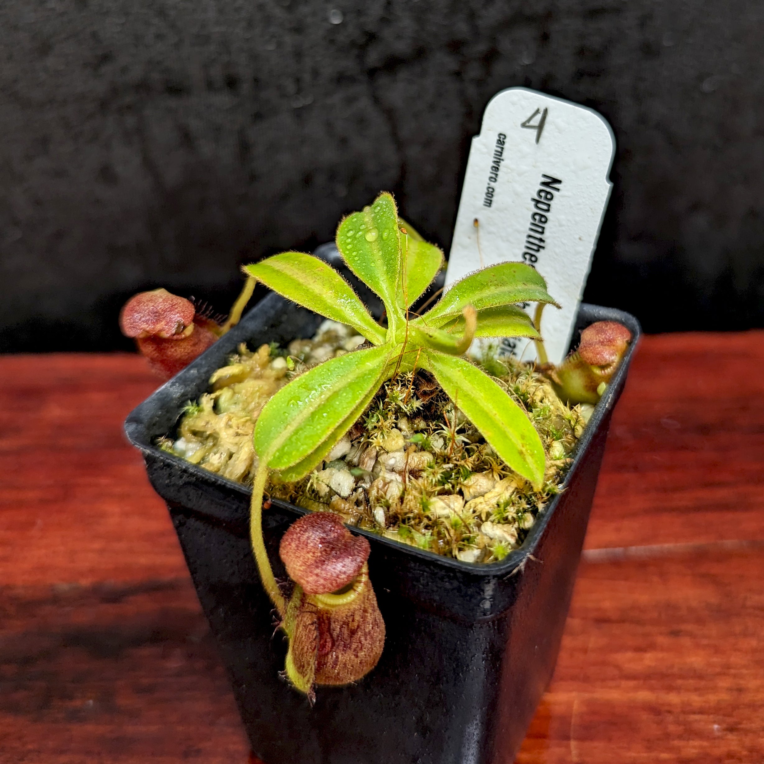 Nepenthes ephippiata – Carnivero