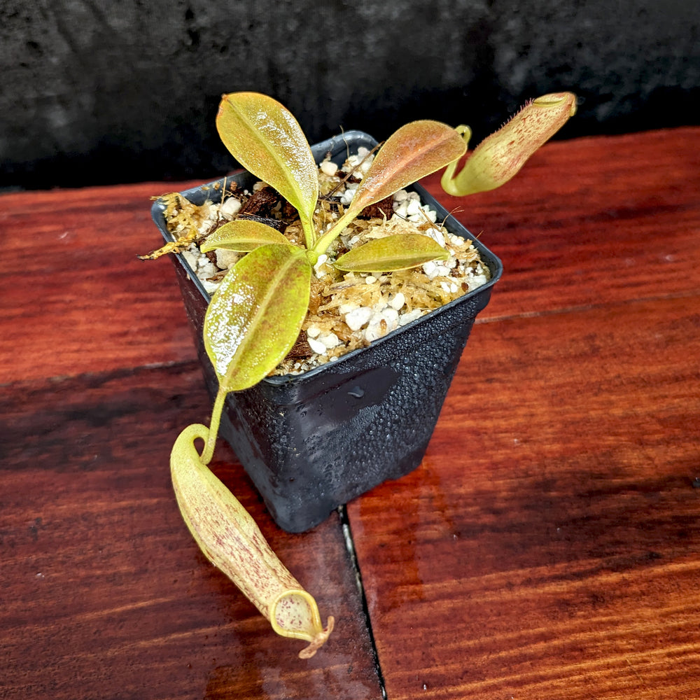 
                      
                        Nepenthes eymae, BE-3736, pitcher plant, carnivorous plant, collectors plant, large pitchers, rare plants
                      
                    