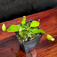 Nepenthes bicalcarata (Orange x Orange), CAR-0277