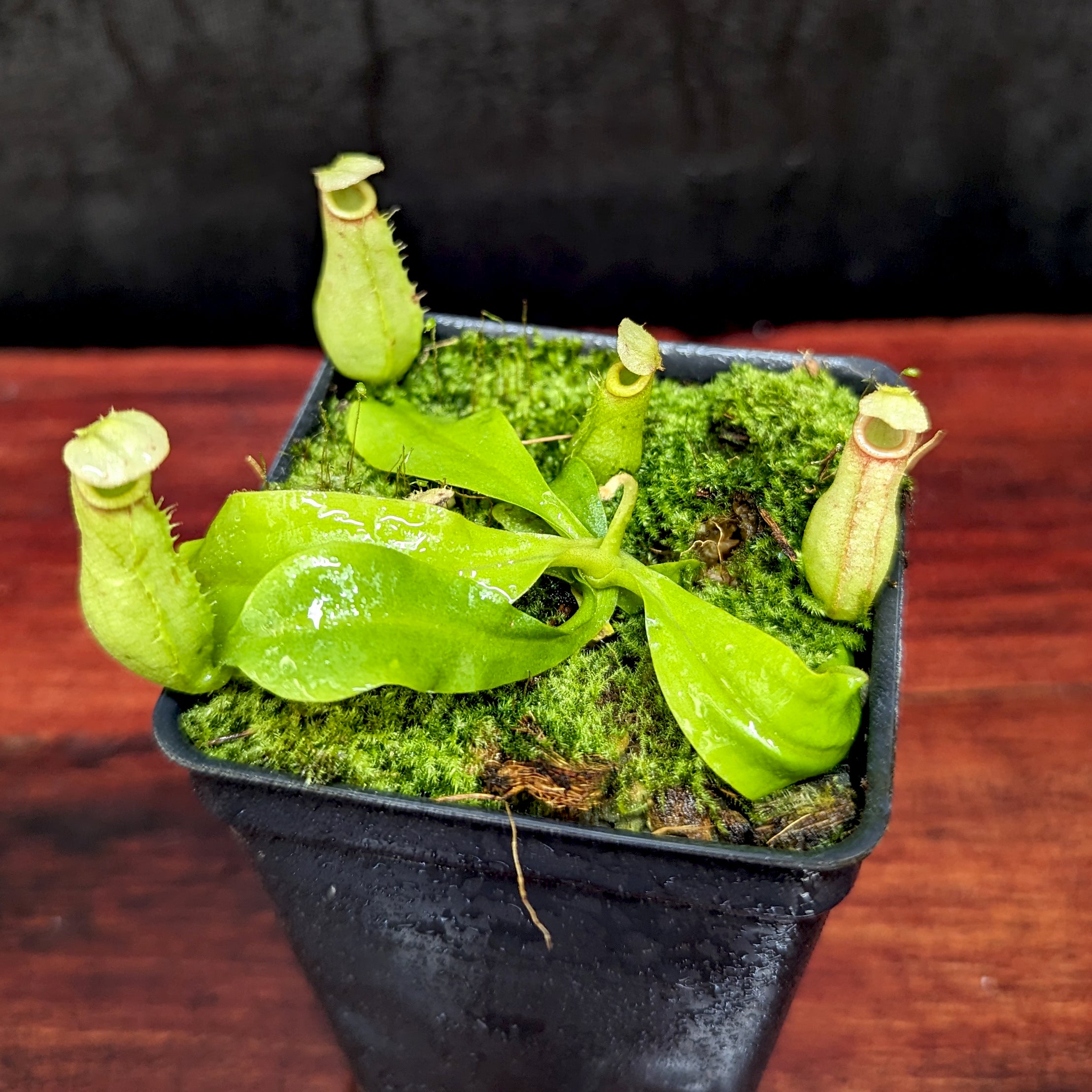 Nepenthes bicalcarata (Orange x Red), CAR-0268 – Carnivero