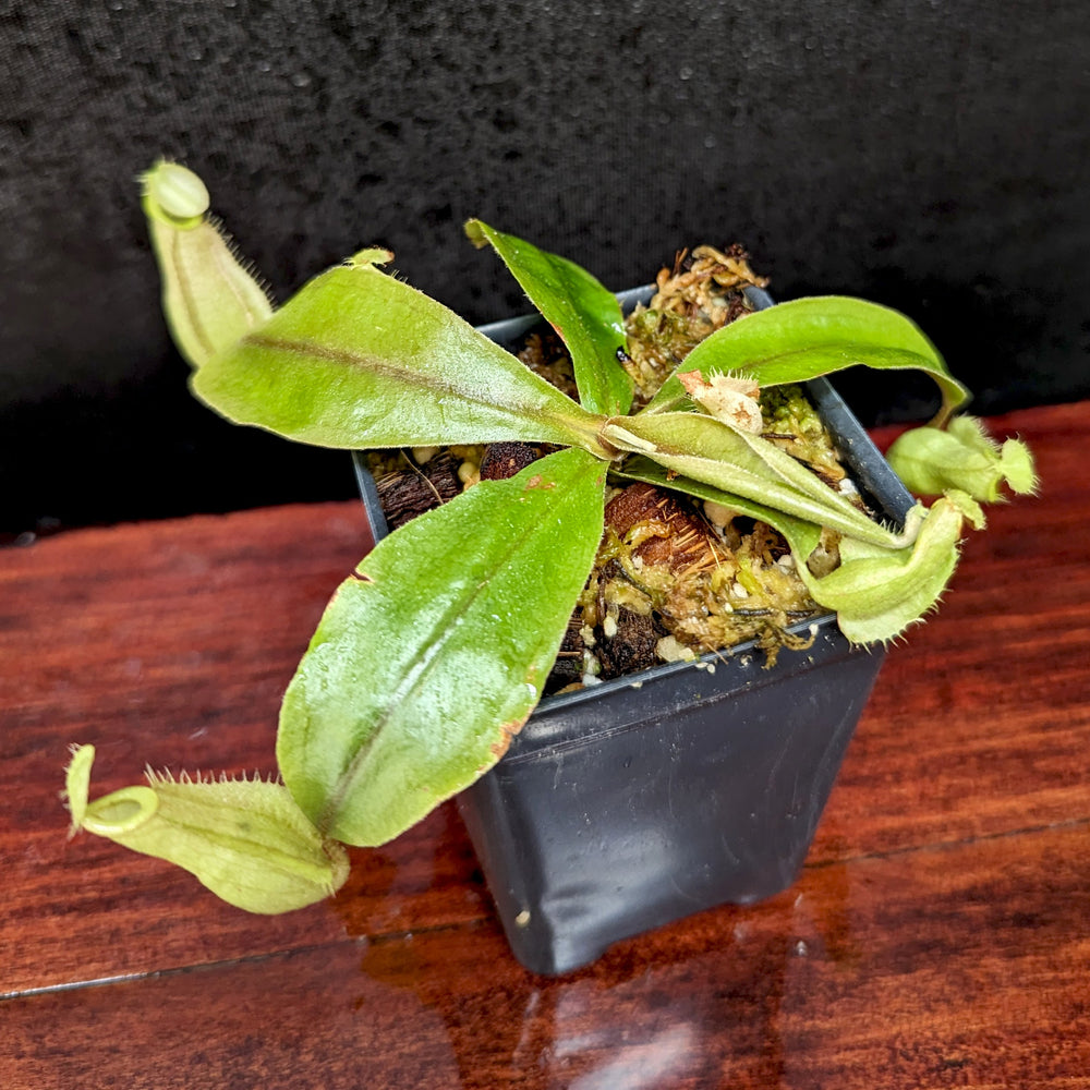 
                      
                        Nepenthes rafflesiana x ampullaria 'Black Miracle', CAR-0121 Wholesale
                      
                    