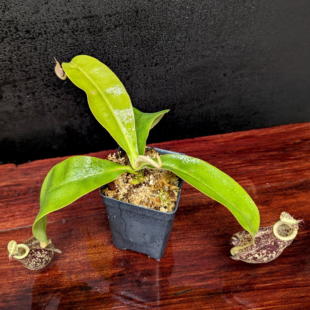 
                      
                        Nepenthes rafflesiana x ampullaria 'Black Miracle', CAR-0121 Wholesale
                      
                    