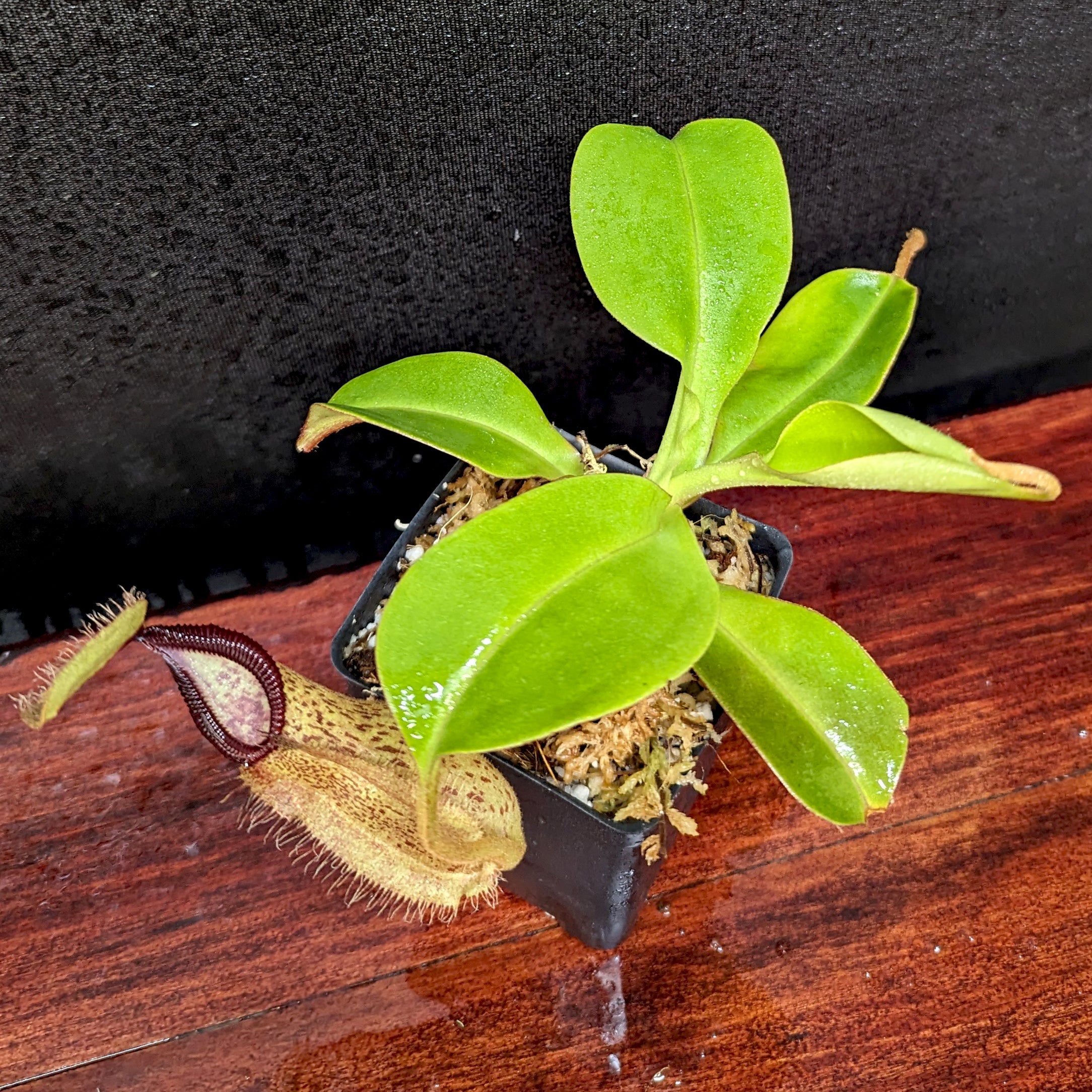 Nepenthes robcantleyi x hamata – Carnivero