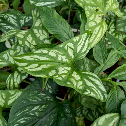 Cercestis mirabilis plant with green leaves and pale cream variegation