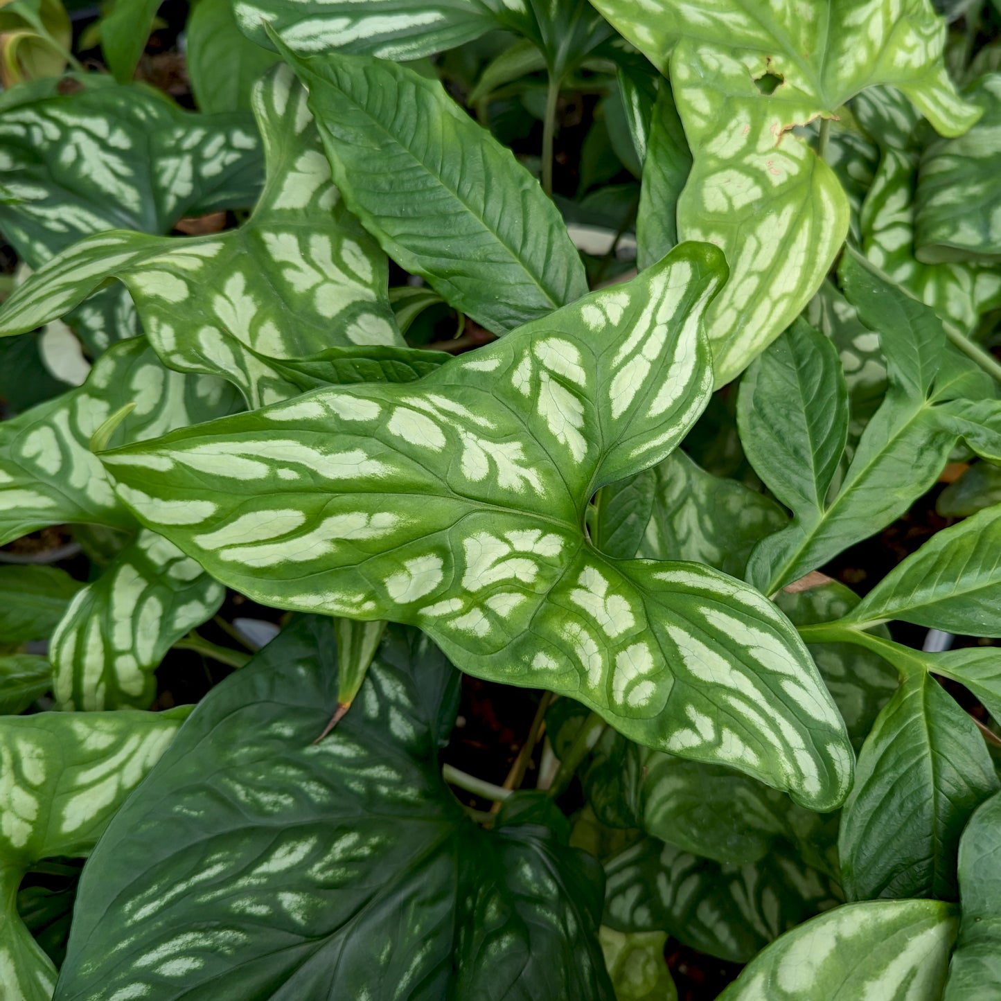 is cercestis mirabilis a philodendron Cercestis mirabilis – Carnivero