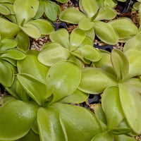 Pinguicula zecheri mexican butterwort, Butterwort, carnivorous plant, gnat eating plant, beginner plant, fungus gnat eating plant, easy to grow, ping, Mexican butterwort, ping plant.