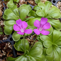 Pinguicula hemiepiphytica x cyclosecta