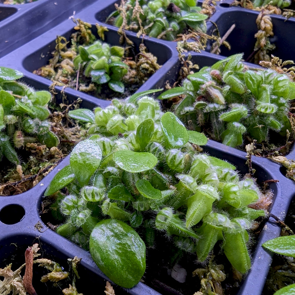 
                      
                        Cephalotus follicularis
                      
                    