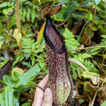 Nepenthes hamata, Tambusisi, BE-3975