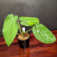 Syngonium chiapense variegated - Exact Plant 10/06/23