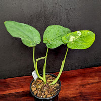 Syngonium chiapense variegated