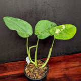 Syngonium chiapense variegated